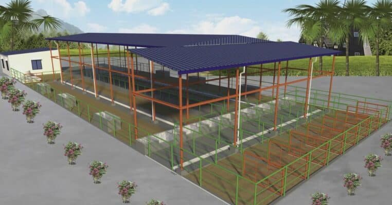 Low cost cow shed design