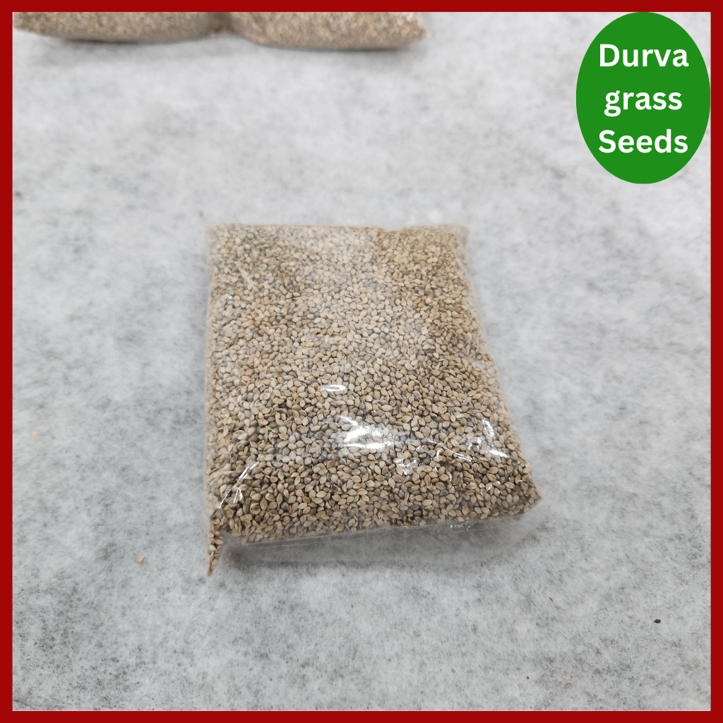 Durva grass Seeds – হাইব্রিড দূর্বা বা শ্যামা ঘাসের বীজ 4