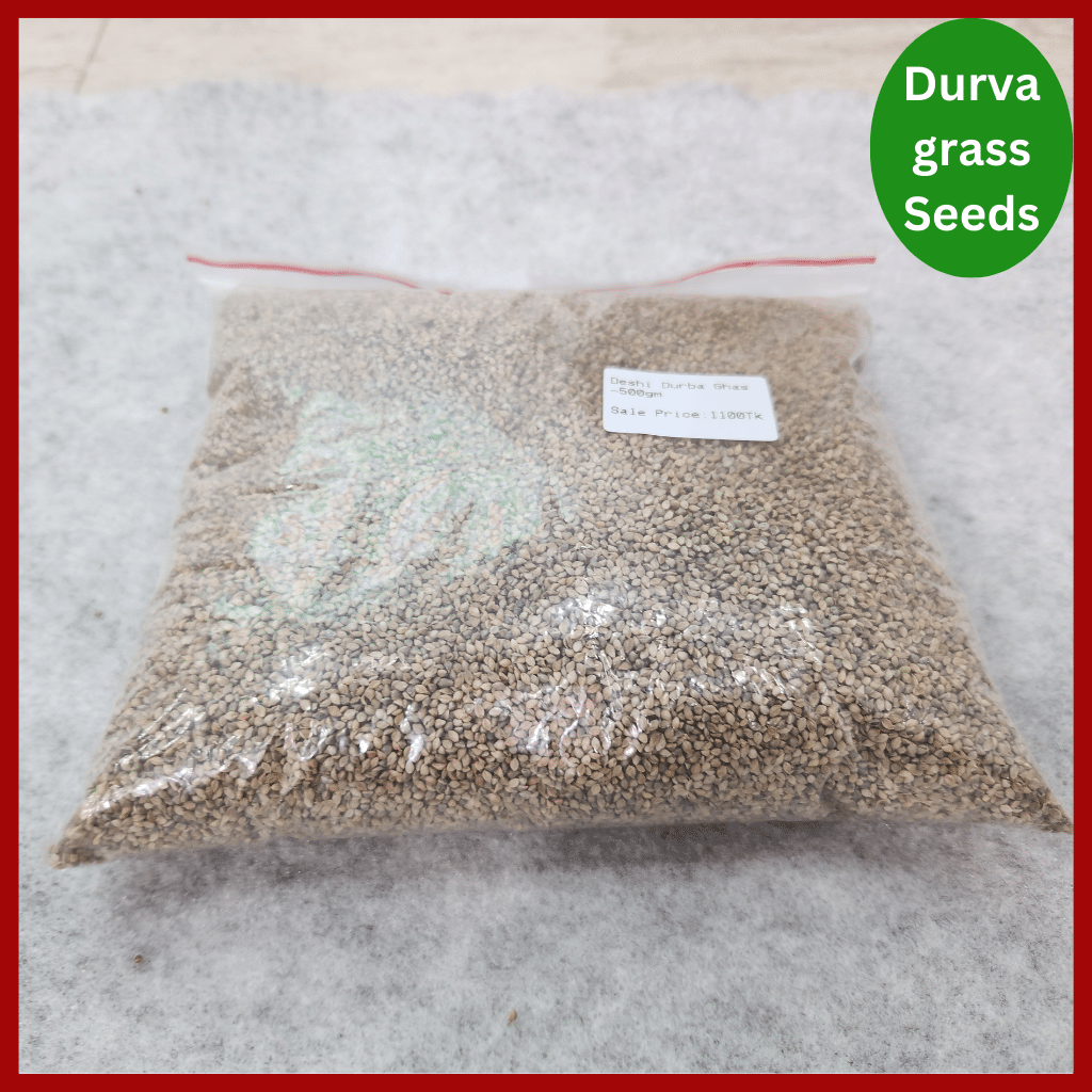 Durva grass Seeds – হাইব্রিড দূর্বা বা শ্যামা ঘাসের বীজ 3