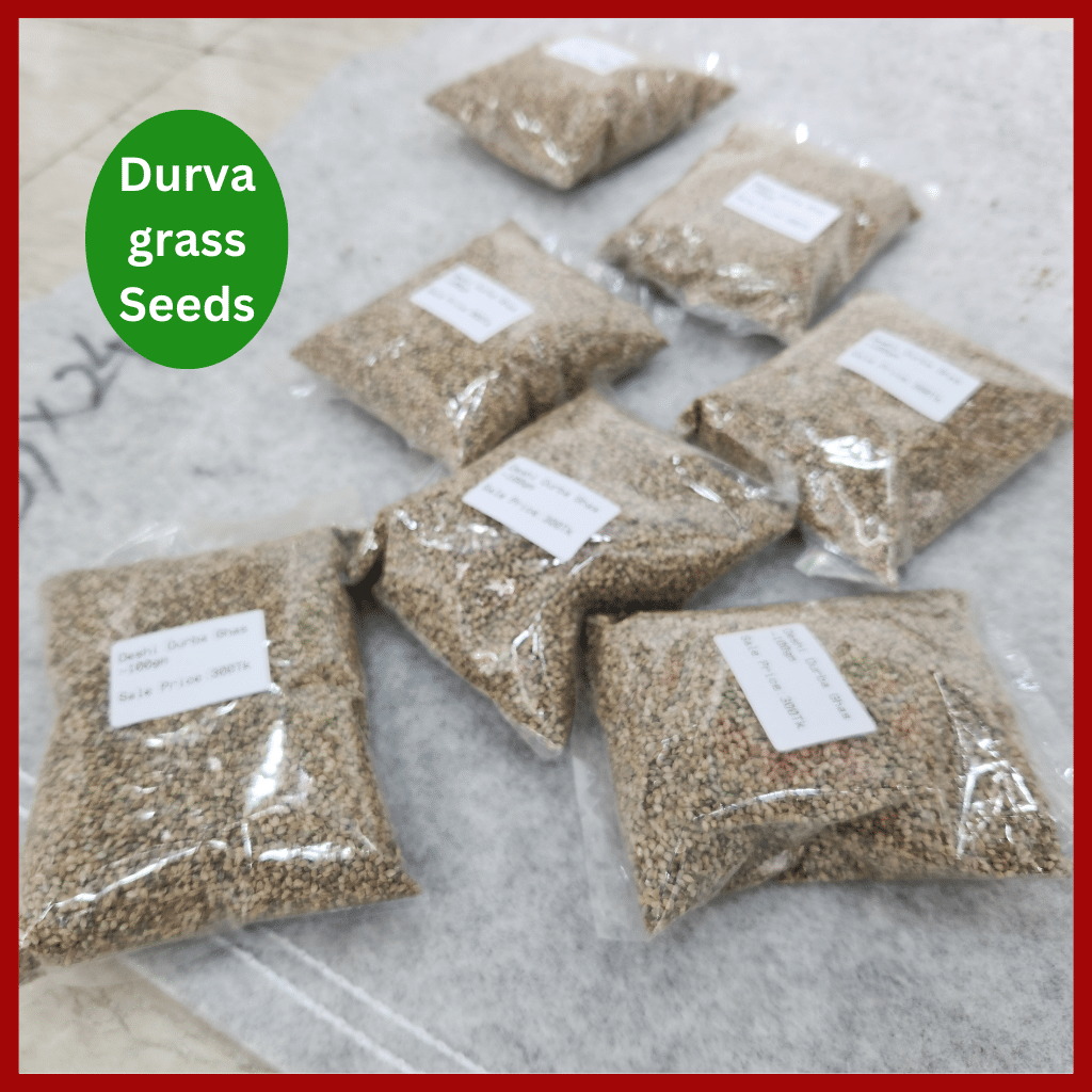 Durva grass Seeds – হাইব্রিড দূর্বা বা শ্যামা ঘাসের বীজ 2