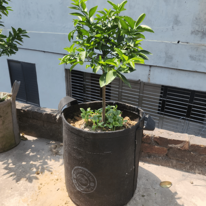 Rooftop Trees