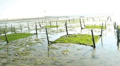 Seaweed Farming- আয়ের বিকল্প উৎস
