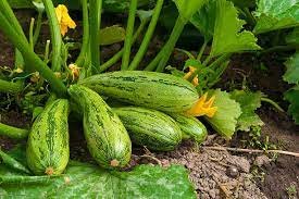 Squash Cultivation- কম খরচে বেশি লাভ