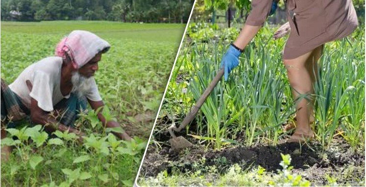 Field Weeds Control - কীভাবে ক্ষেতের আগাছা নিয়ন্ত্রণ করবো?