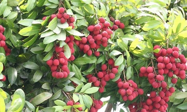 Disease Control in Litchi Cultivation - লিচু চাষের রোগবালাই ও পরিচর্যা