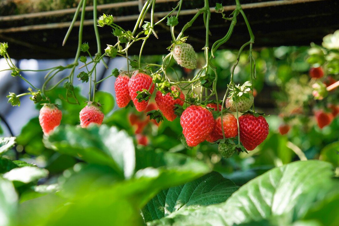 Strawberry Cultivation - লাভজনকতা, চ্যালেঞ্জ ও সমাধান