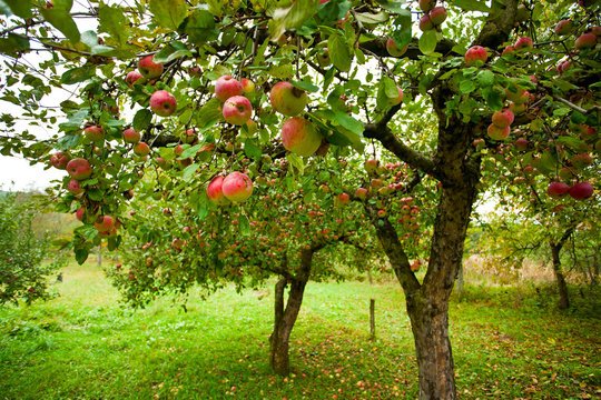 Fruit Tree Plantation