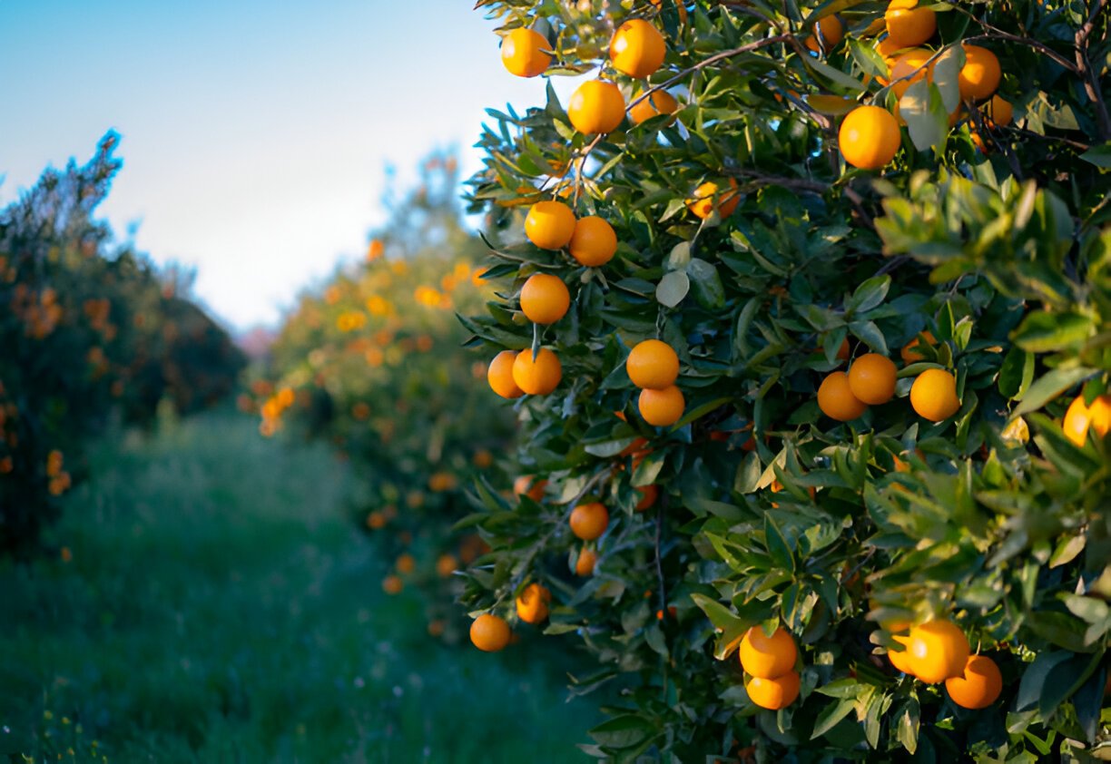 Orange Cultivation- কমলা চাষের সঠিক নিয়ম