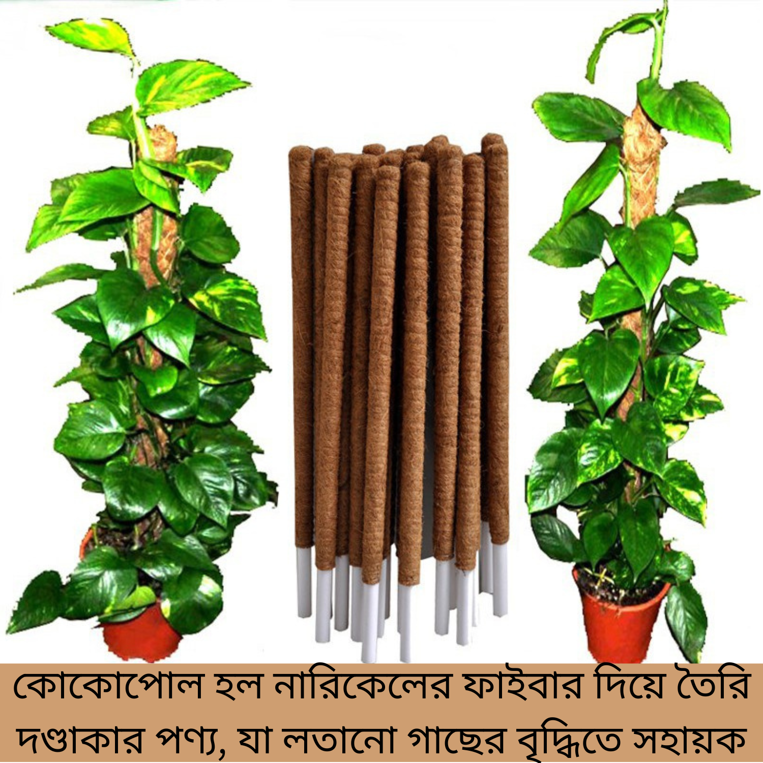Coco Pole - কোকো পোল