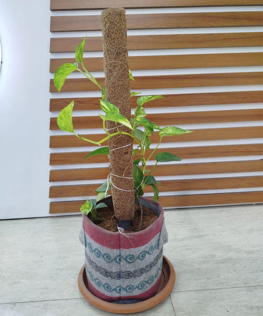 Coco Pole - কোকো পোল 2