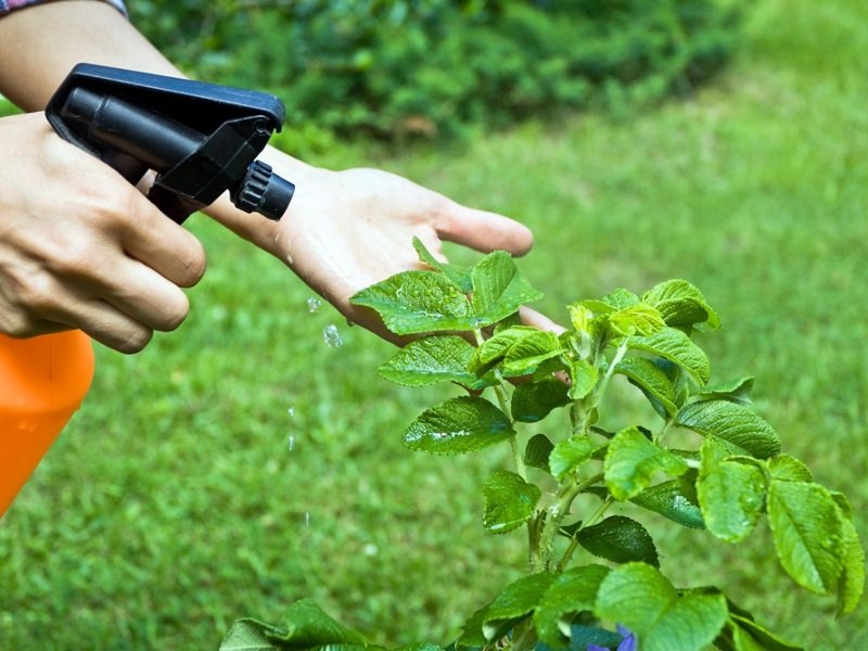 How to use Organic Pesticides- জৈব কীটনাশক ব্যবহারের উপায়