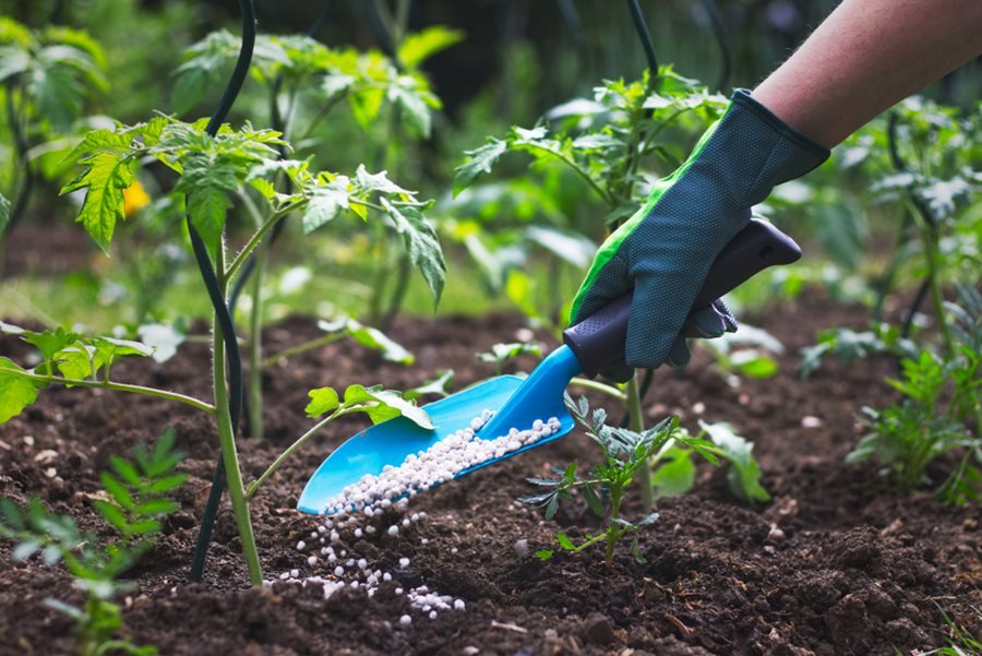 Plant nutrition - সার ব্যবস্থাপনা