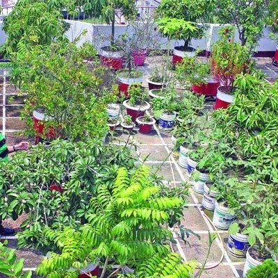 Rooftop Garden Idea - ছাদবাগান তৈরীর কিছু অসাধারণ টিপস!