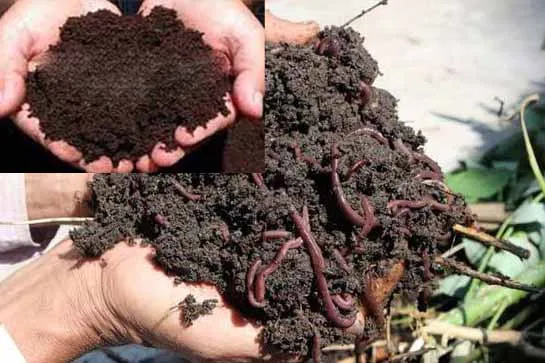 Compost Fertilizer Production - কুইক কম্পোস্ট সার উৎপাদনের কৌশল