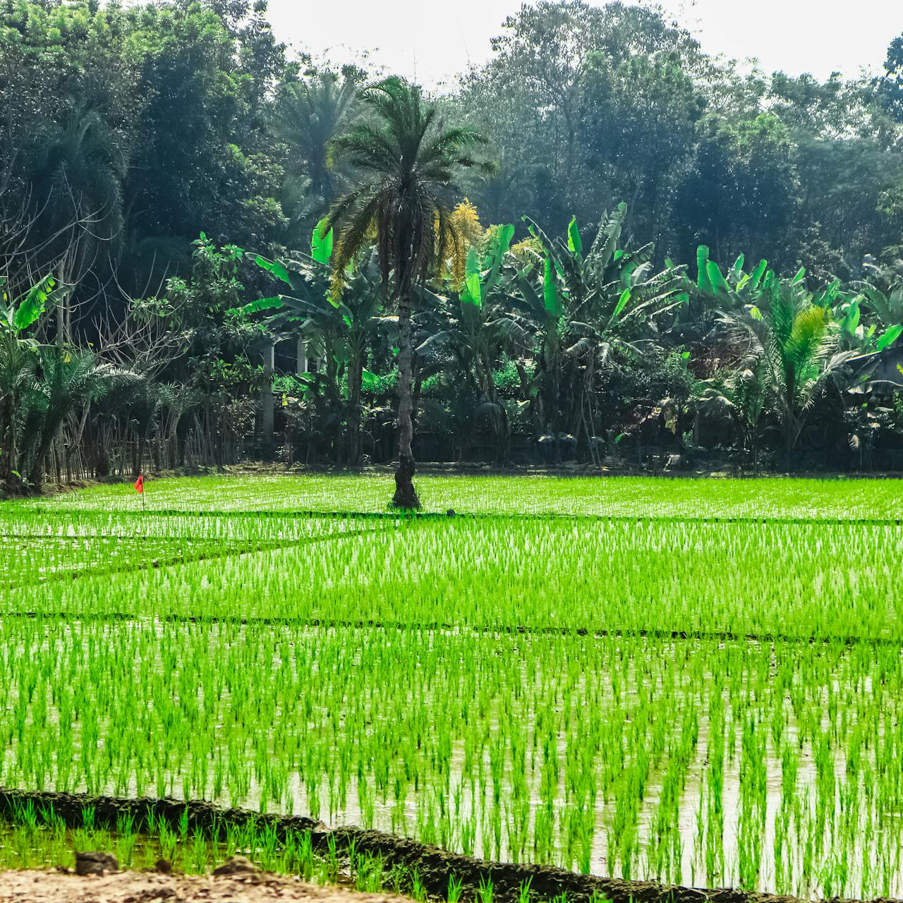 Chemical components in fruit crops and agriculture and what we do - ফল ফসল ও কৃষিতে রাসায়নিক যন্ত্রাংশ এবং আমাদের করণীয়
