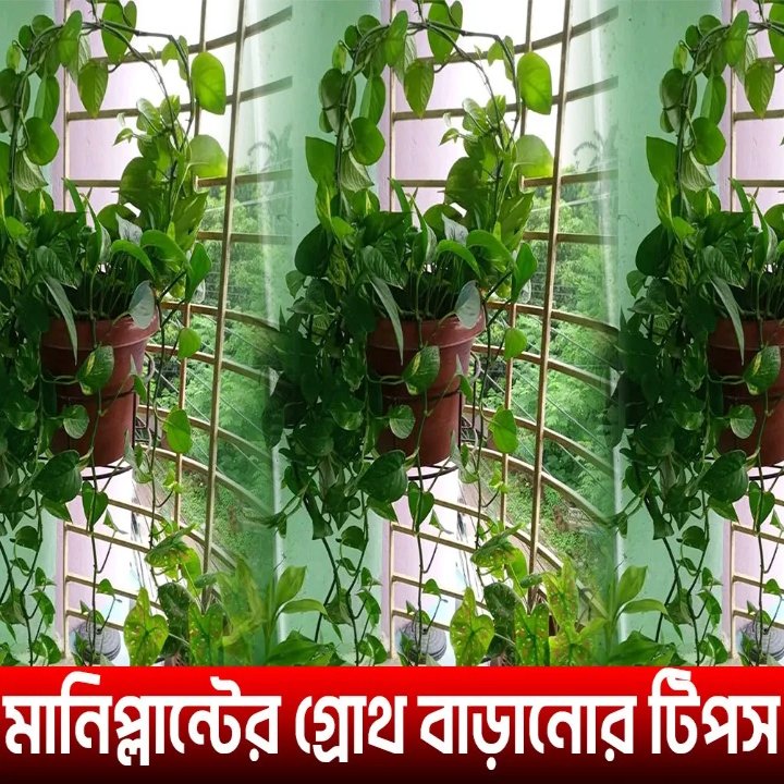 Moneyplant Growth Tips - মানিপ্লান্টের গ্রোথ বাড়ানোর টিপস।