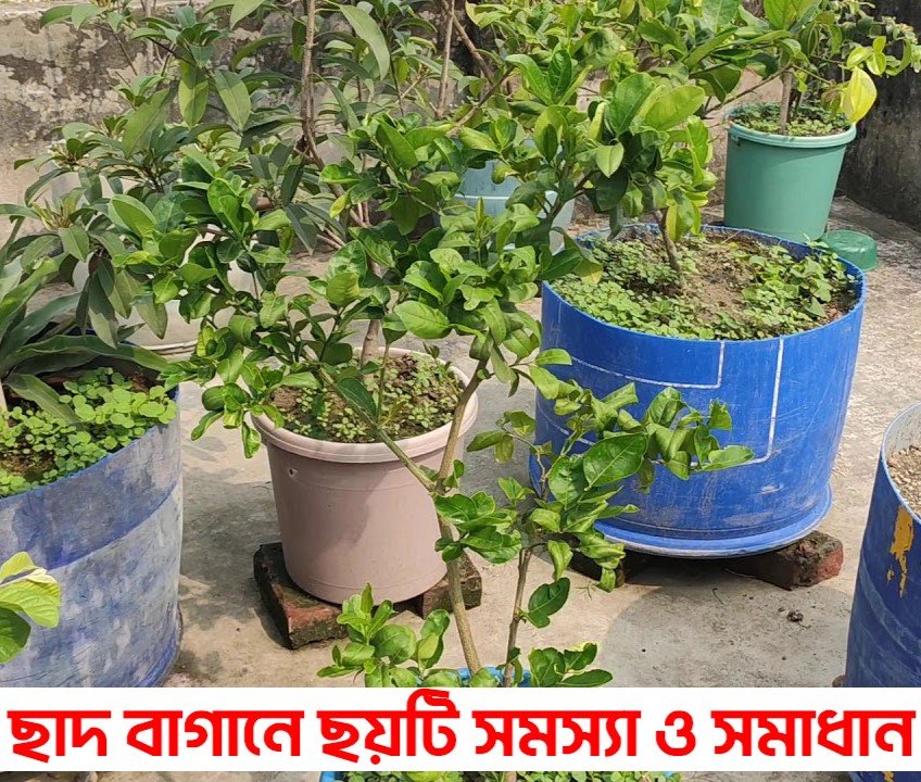 Roof Garden Problems and Solutions - ছাদ বাগানে সমস্যা ও সমাধান