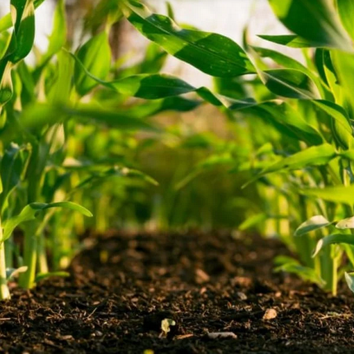 Urgent agricultural message - জরুরি কৃষিবার্তা।