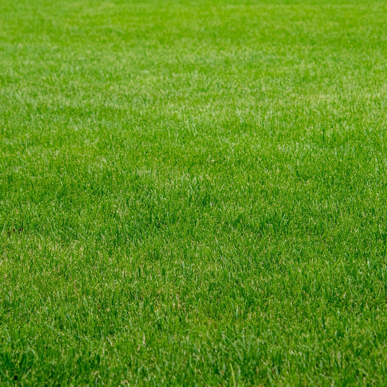 Lawn Grass Seed | Natural Carpet Lawn Grass Seed | অর্গানিক কার্পেট ঘাস