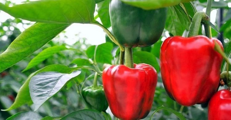 Capsicum or sweet pepper . ক্যাপসিকাম বা মিষ্টি মরিচ ।