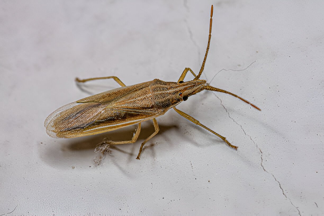 Gandhi Pest Management - গান্ধী কীটপতঙ্গ ব্যবস্থাপনা।