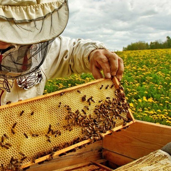 Beekeeping Honey Production - মৌমাছি পালন ও মধু উৎপাদনে