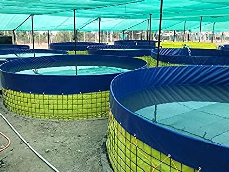 Biofloc Fish Farming - বায়োফ্লক পদ্ধতিতে মাছ চাষ