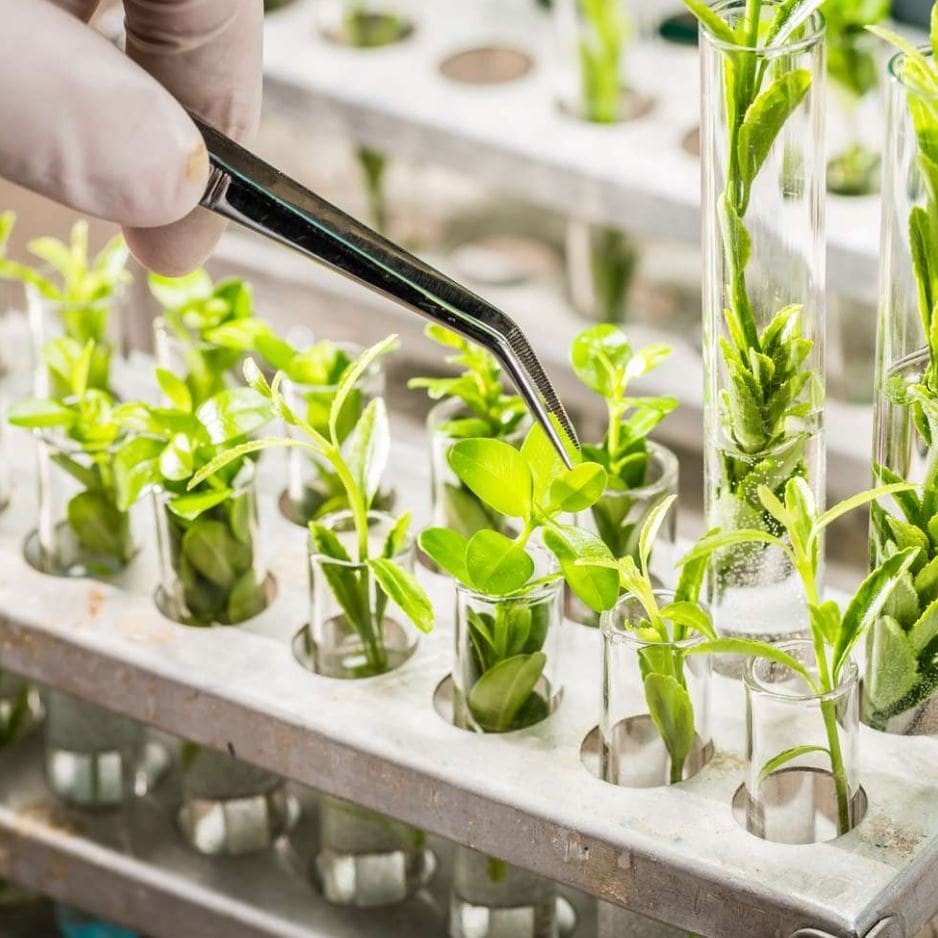 Biotechnology in Agriculture- কৃষি কাজে জৈব প্রযুক্তির ব্যবহার