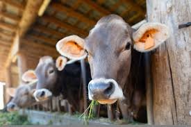Cattle Care Tips - গবাদি পশুর যত্ন