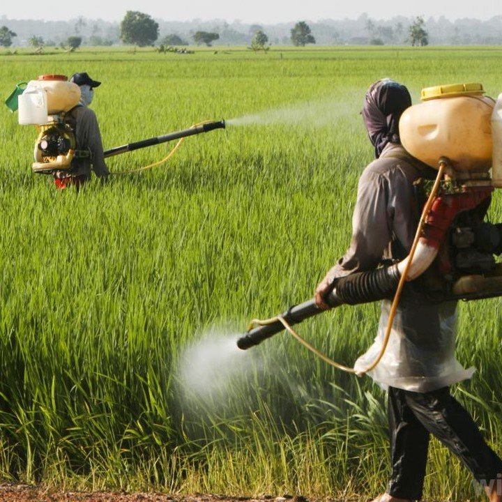 Chemical Pesticides Harms- রাসায়নিক কীটনাশকের ক্ষতি