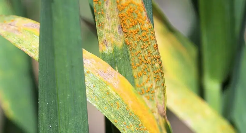 Crop Disease Treatment - ফসলের রোগ নির্ণয় ও প্রাকৃতিক চিকিৎসা