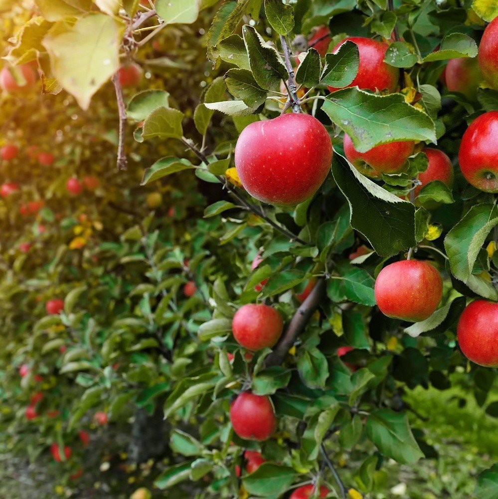 Fruit Farming Concept- ফল চাষের ধারণা