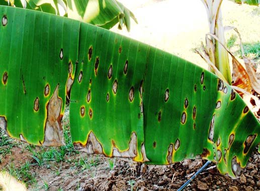 Sigatoka disease of banana