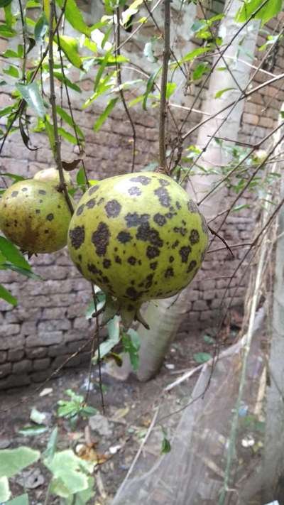 ডালিমের দাগ রোগ