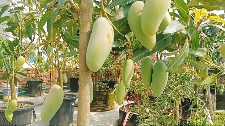 Mango cultivation in roof garden - ছাদ বাগানে আম চাষ।