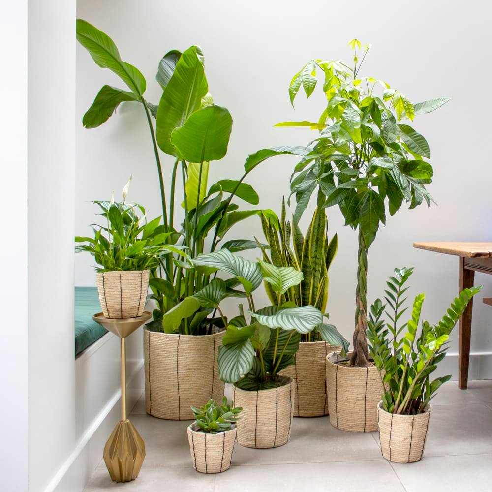 Interior Plant- বাড়ির ভিতর গাছ দিয়ে সাজানোর আইডিয়া