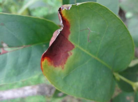 Jamrul leaf burn disease