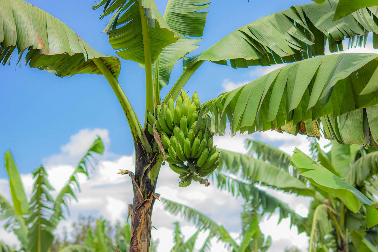 Cultivation of bananas on the roof - ছাদে কলা চাষ ।