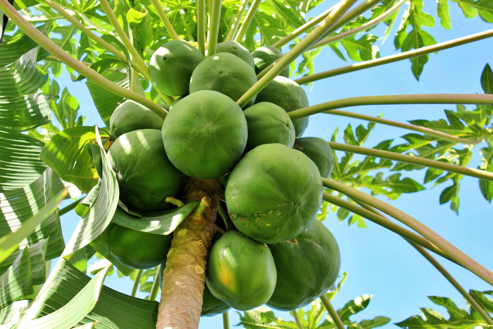 Cultivation of papaya on the roof - ছাদে পেঁপের চাষ ।