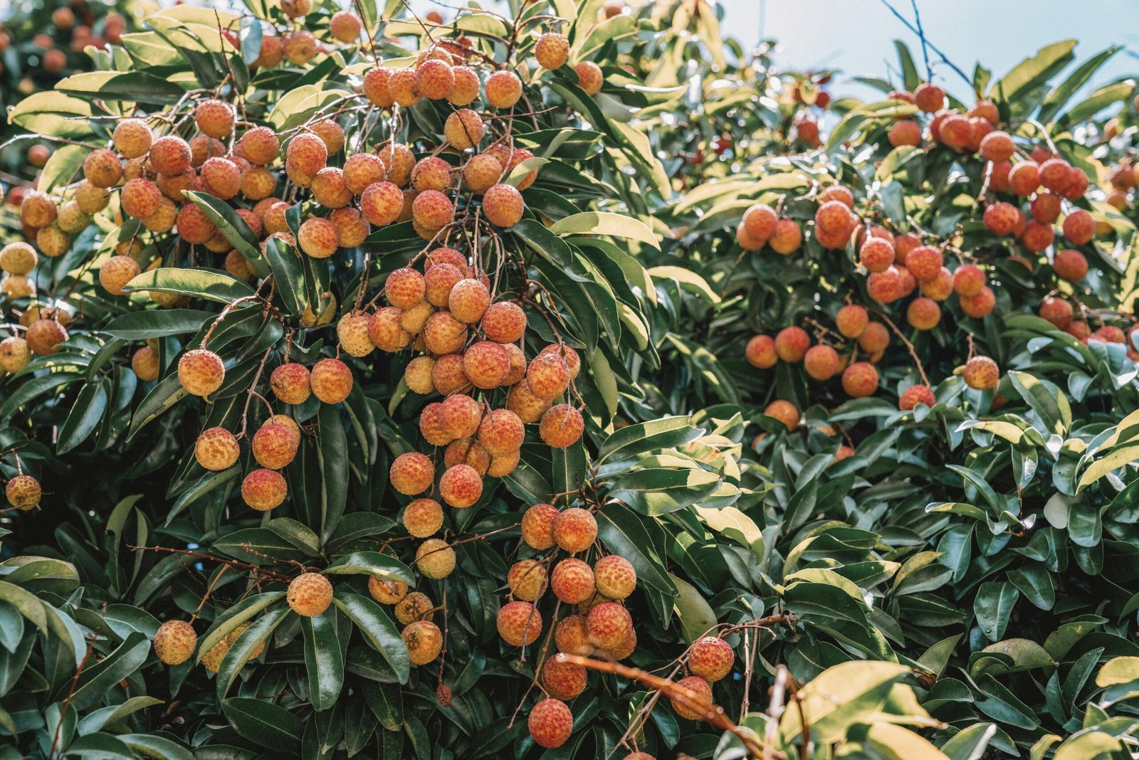 Cultivation of litchi in roof gardens - ছাদ বাগানে লিচু চাষ।