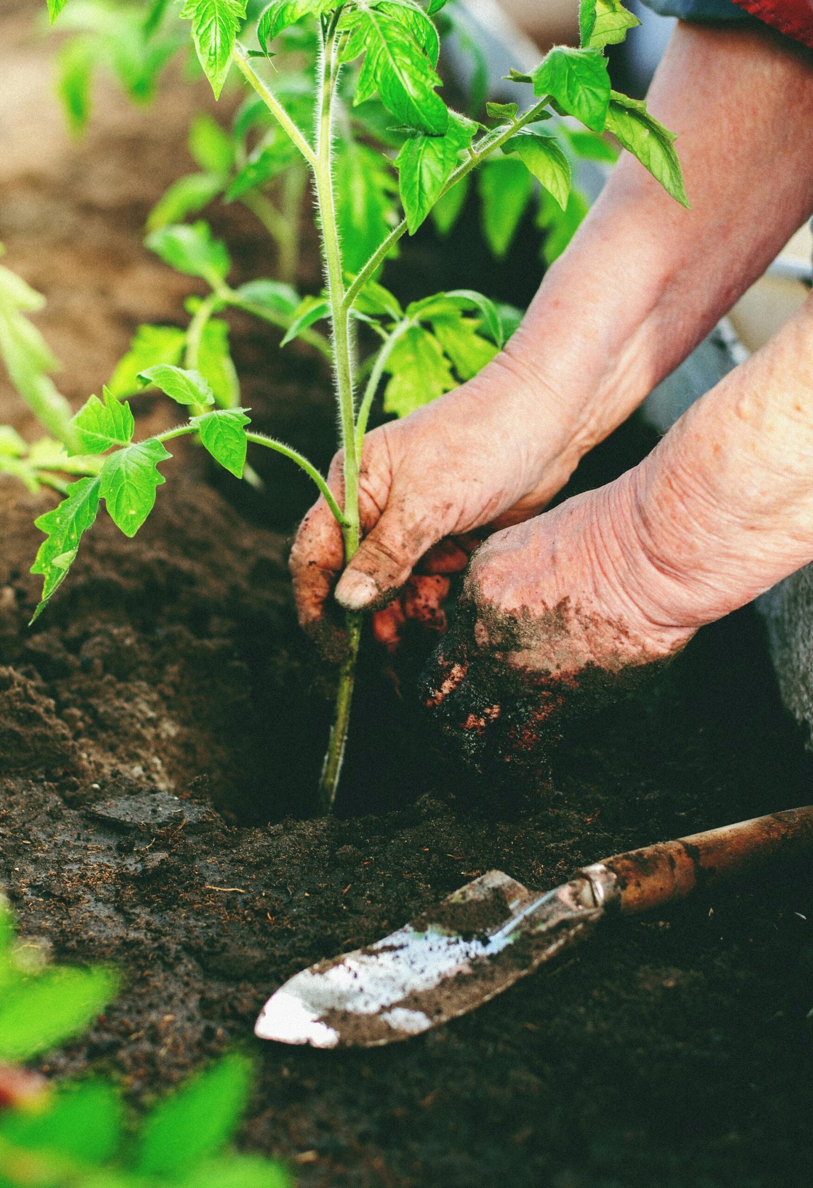 Conservation of soil fertility - জমির উর্বরতা সংরক্ষণ ও উন্নতির পদ্ধতি