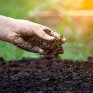 Soil Health Improvement - ফলন বৃদ্ধির জন্য মাটির স্বাস্থ্য কিভাবে উন্নত করা যায়