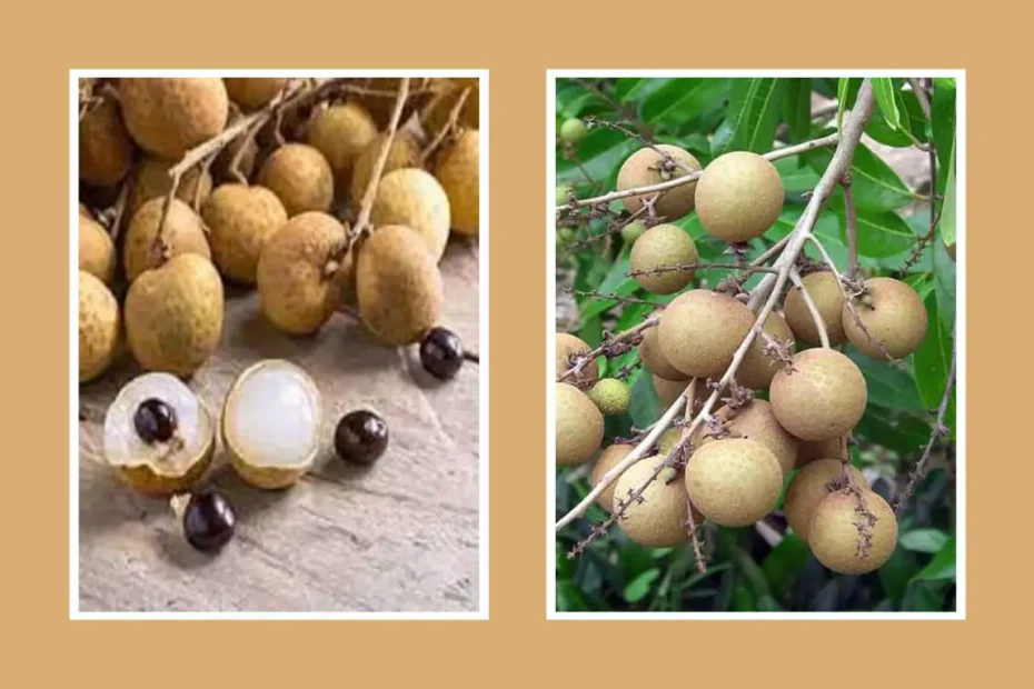 Cultivation of wood litchi in roof gardens - ছাদ বাগানে আঁশফলের চাষ
