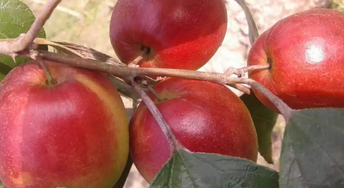 কাশ্মীরি আপেল কুল