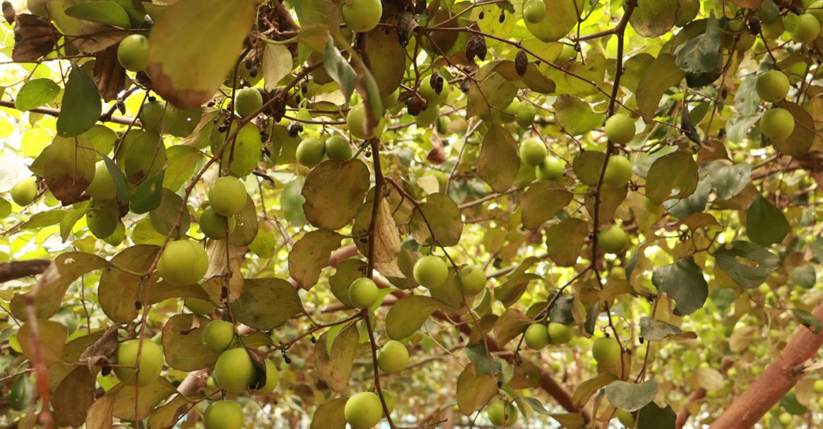 Cultivation plums on the roof - ছাদে কুল বরই চাষ।