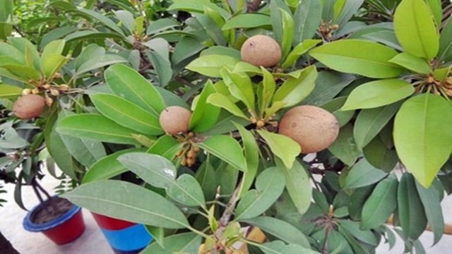 Cultivation of Sapodilla on the roof - ছাদে সফেদার চাষ।
