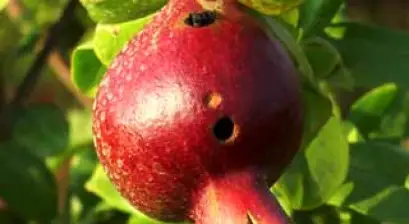 Pomegranate fruit borer