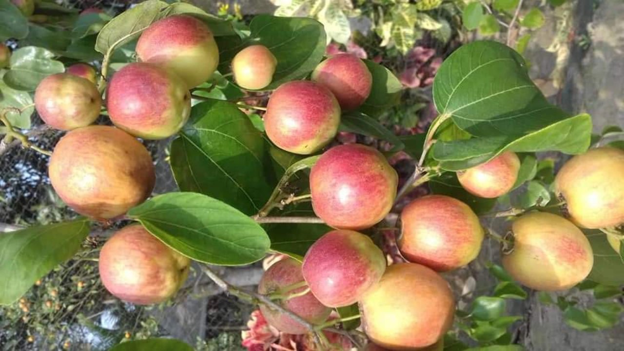 বল সুন্দরী কুল