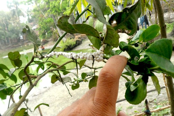 Lemon aphids are insects
