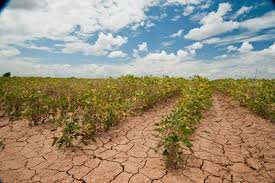 Drought-Resistant Farming - খরাপ্রবণ অঞ্চলে শুকনো চাষাবাদের টিপস